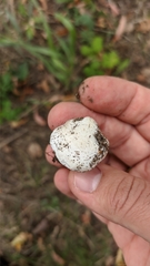 Tricholomella constricta