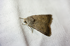 Caradrina clavipalpis