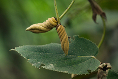Helicteres baruensis