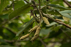 Helicteres baruensis