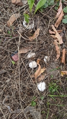 Tricholomella constricta