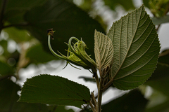 Helicteres baruensis