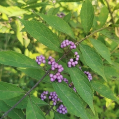 Callicarpa dichotoma