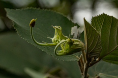 Helicteres baruensis