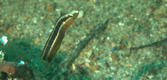 Aspidontus dussumieri