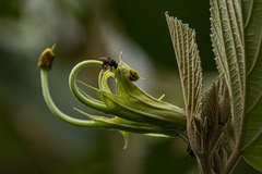 Helicteres baruensis