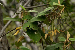 Helicteres baruensis