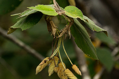 Helicteres baruensis