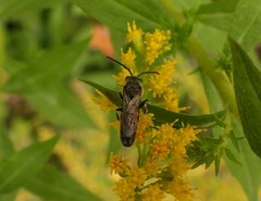 Sphecodogastra