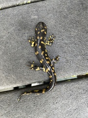 Ambystoma tigrinum
