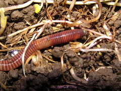 Eisenia