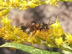 Nomada texana