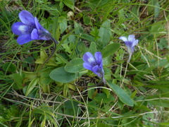 Pinguicula leptoceras