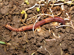 Eisenia