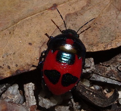 Choerocoris paganus