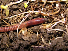 Eisenia