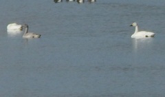 Cygnus columbianus bewickii