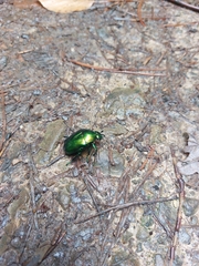 Protaetia speciosissima