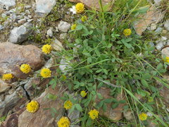 Trifolium badium