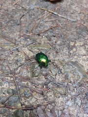 Protaetia speciosissima