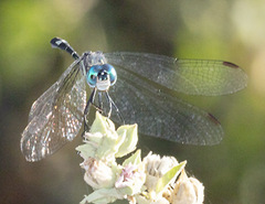 Micrathyria hypodidyma