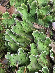 Peltigera aphthosa