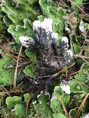 Peltigera aphthosa
