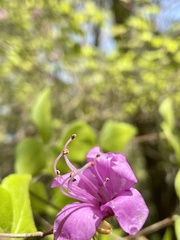 Rhododendron reticulatum