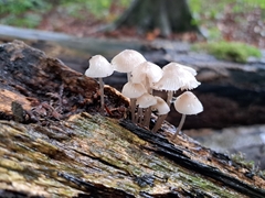 Mycena arcangeliana
