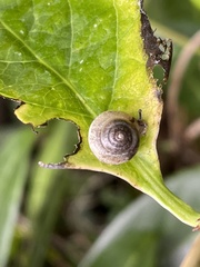 Hygromia cinctella