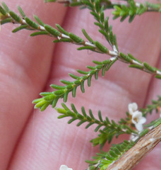 Micromyrtus