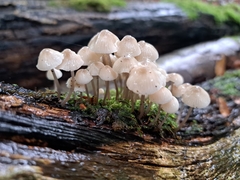 Mycena arcangeliana