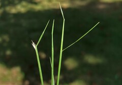 Sporobolus vaginiflorus