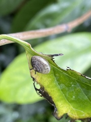Hygromia cinctella