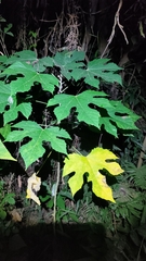 Fatsia polycarpa