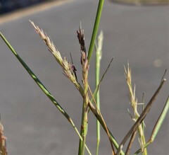 Sporobolus vaginiflorus