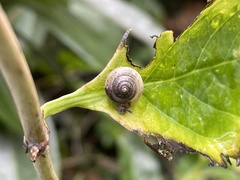 Hygromia cinctella