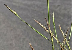 Sporobolus vaginiflorus