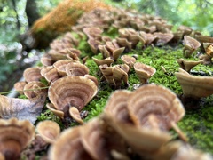 Stereum lobatum