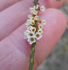 Micromyrtus