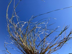 Sporobolus vaginiflorus