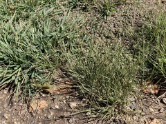 Sporobolus vaginiflorus