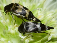 Mediimorda bipunctata