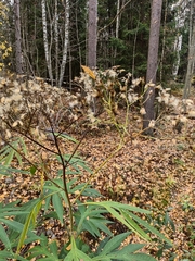 Jacobaea cannabifolia