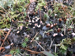Peltigera polydactylon