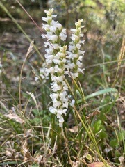 Spiranthes ochroleuca