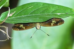 Pseudocoladenia dan