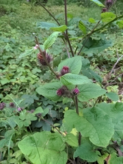 Arctium minus