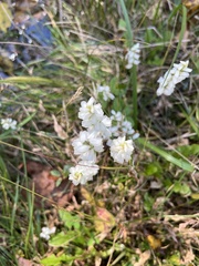 Spiranthes ochroleuca