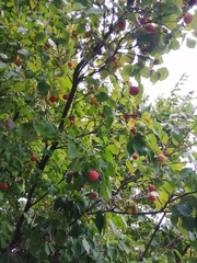 Cornus kousa